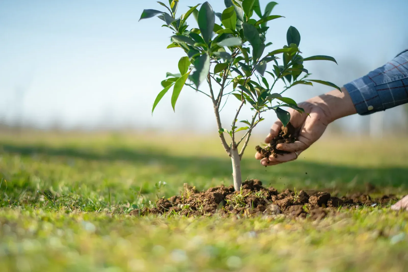 Jornada de reforestación junto a ReforestArg